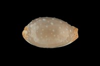 藏品(雞皮寶螺)的圖片